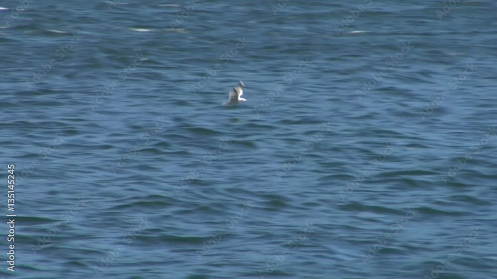 Flying seagull in slow motion Flying seagull in slow motion