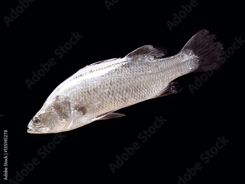 barramundi, silver perch, white perch isolated 