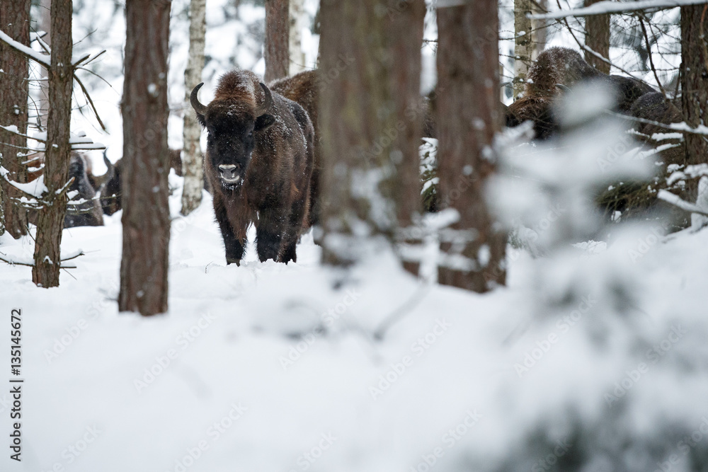 European bison herd in the beautiful white forest during winter time, bison bonasus, european animals, prehistoric creature, zidlov nature reserve in czech republic European bison herd in the beautiful white forest during winter time, bison bonasus, european animals, prehistoric creature, zidlov nature reserve in czech republic