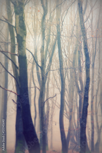 English woodland on a foggy misty morning