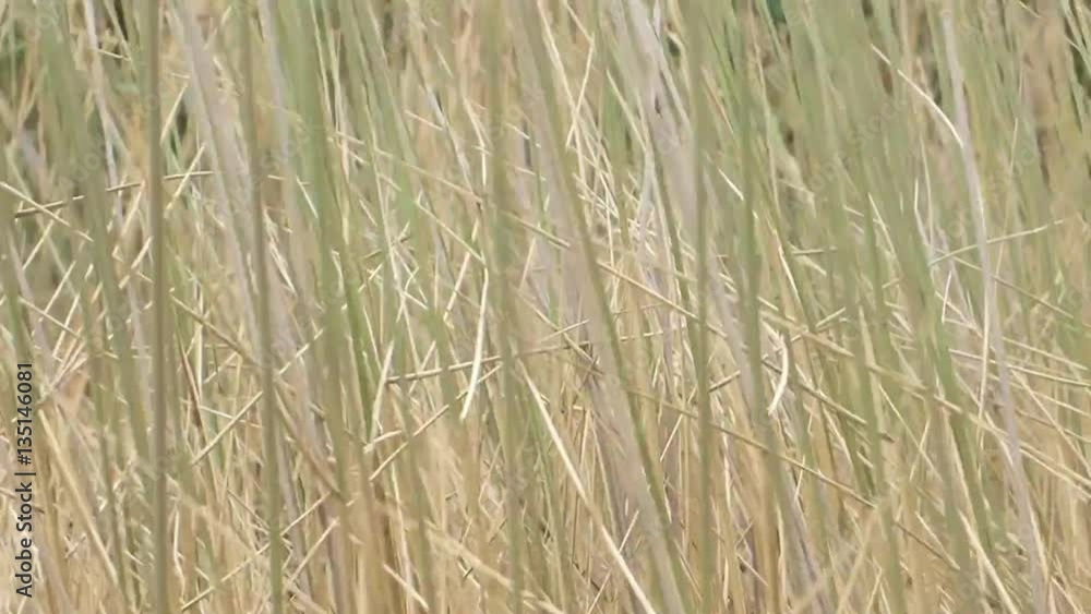 Schilf oder Schilfgras im Wind