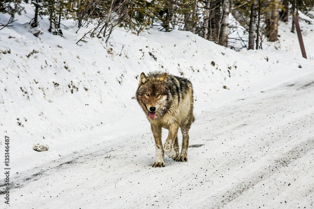 Naklejka premium Gray Wolf