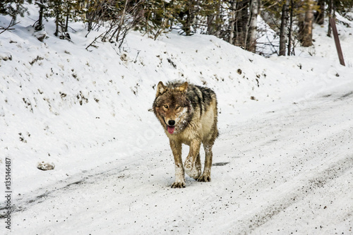 Gray Wolf © baiterek_media