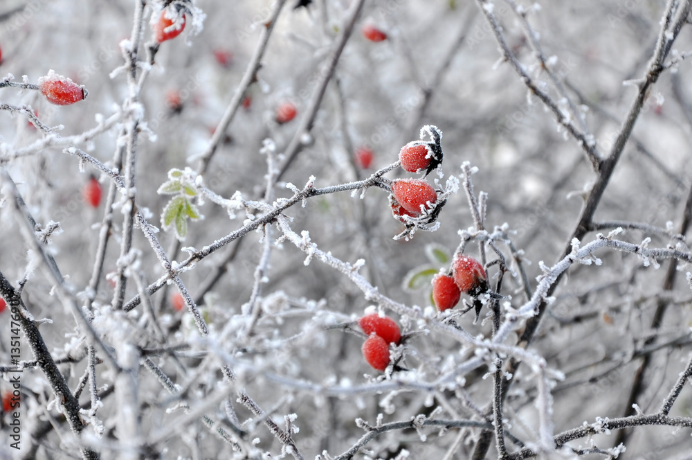 Branch of red rose hips covered with frost closeup in the winter, selective focus. Branch of red rose hips covered with frost closeup in the winter, selective focus.