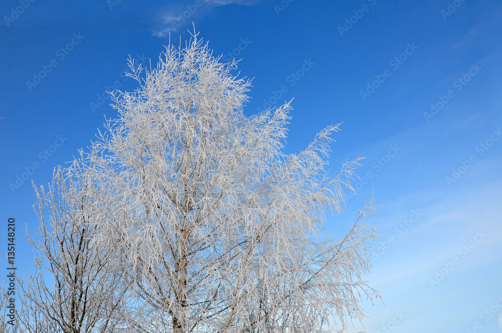 Birch covered with snow against the blue sky. Birch covered with snow against the blue sky.