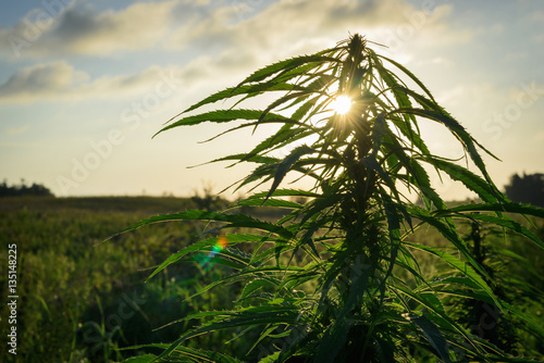 Cannabis plant in field