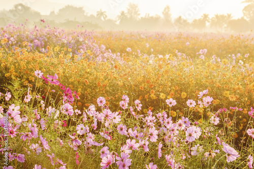 Cosmos flowers blooming in the morning