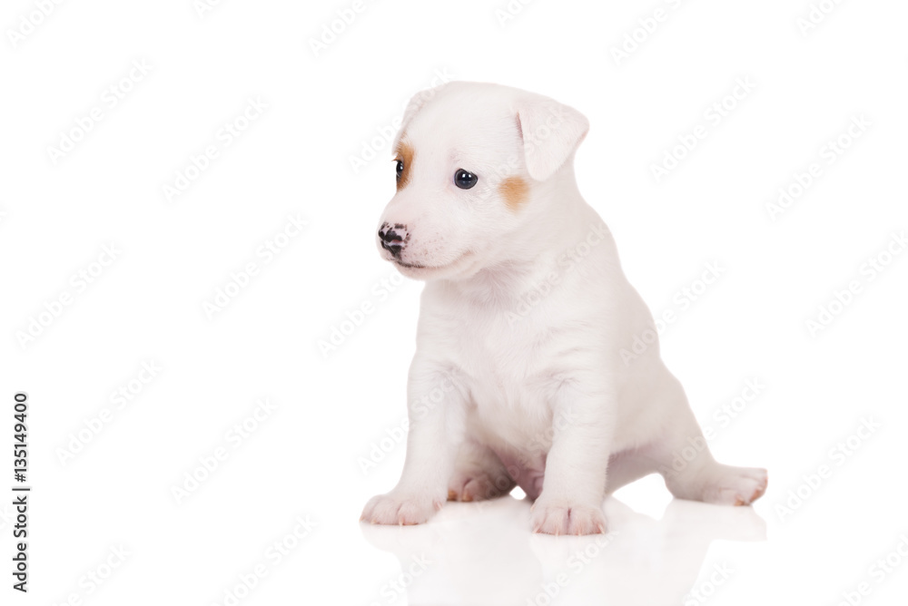 jack russell terrier puppy sitting on white
