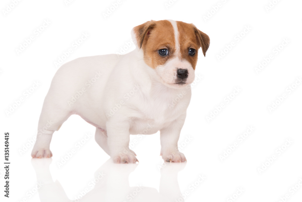 jack russell terrier puppy standing on white