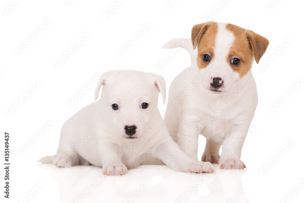 two adorable jack russell terrier puppies on white
