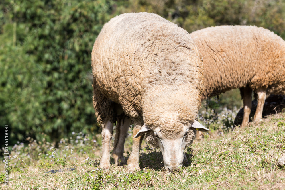 dirty sheep eating grass in the field dirty sheep eating grass in the field