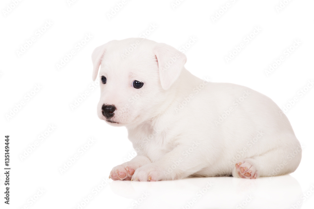 white jack russell terrier puppy white jack russell terrier puppy
