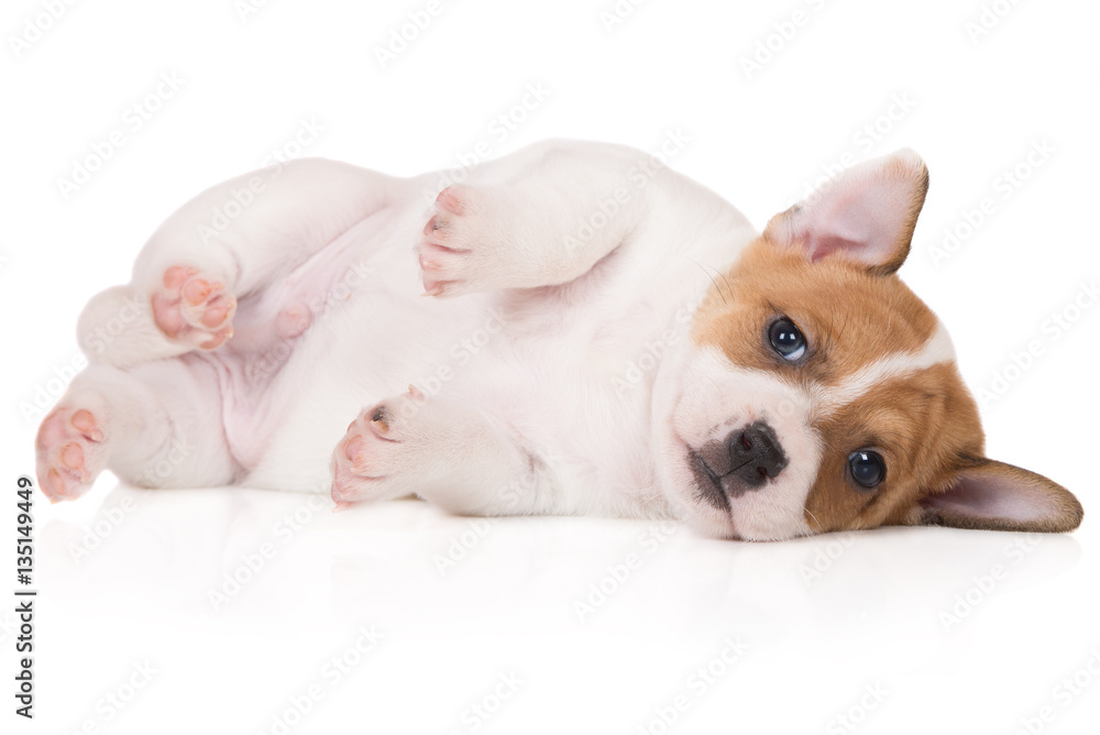 adorable jack russell terrier puppy lying on a side adorable jack russell terrier puppy lying on a side