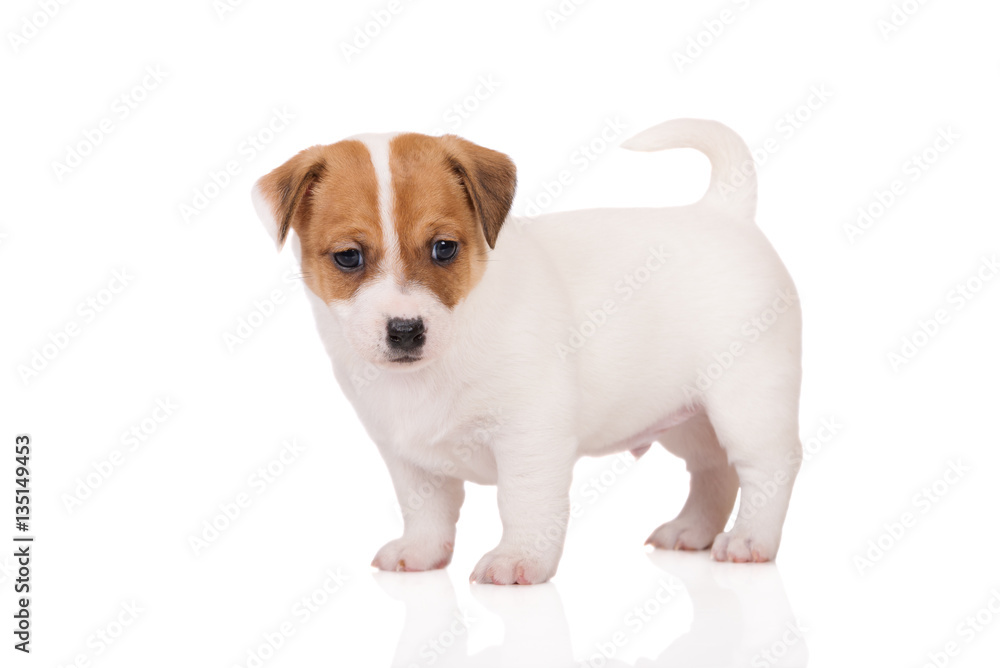 jack russell terrier puppy stands on white