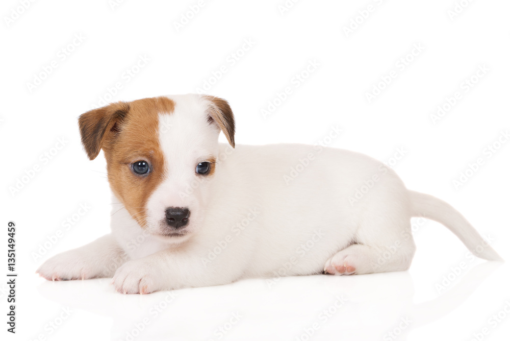 jack russell terrier puppy lying down on white