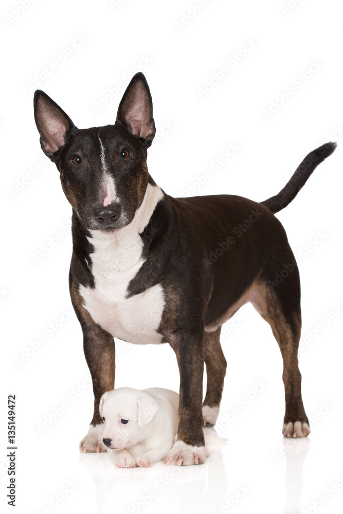 english bull terrier dog posing with a jack russell terrier puppy