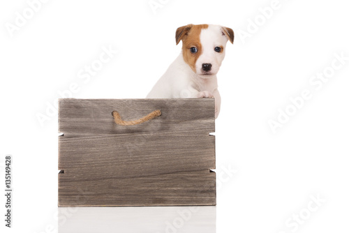jack russell terrier puppy in a wooden box