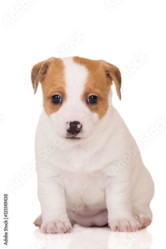jack russell terrier puppy sitting on white 