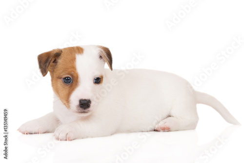 jack russell terrier puppy lying down on white