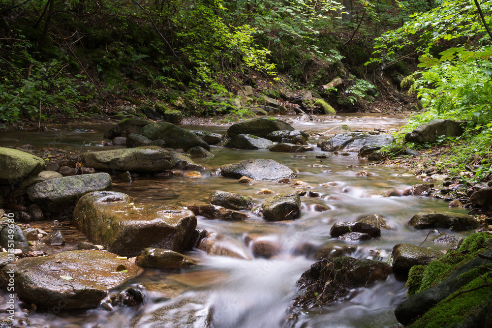 Forest river