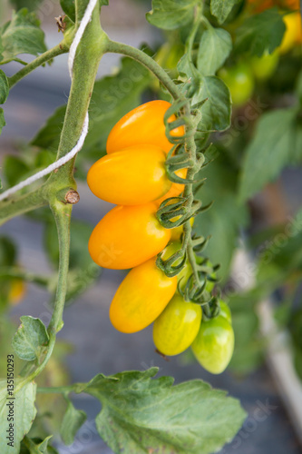 bunch of ripe yellow tomato on branch