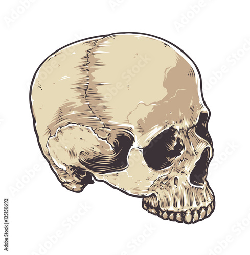 Anatomic Grunge Skull