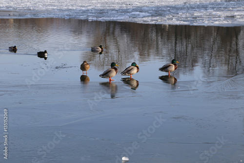 Enten im Winter auf Eisfläche stehend