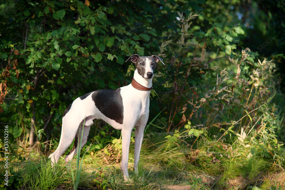 dog breeds whippet, greyhound hunting dogs