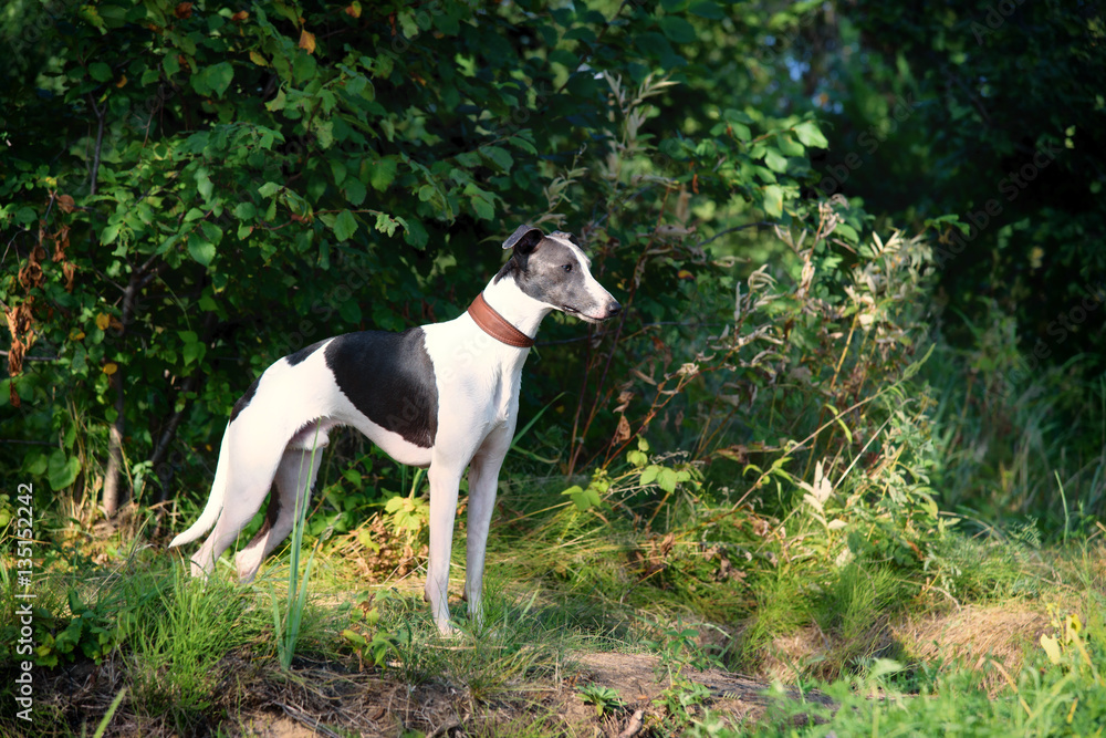 dog breeds whippet, greyhound hunting dogs