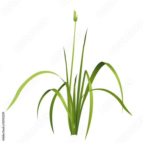 Vector isolated reed. Water plants in different variants with shadows and reflections in water. Isometric clumps of reeds growing on the edge of the pool and pond. Individual flowers bamboo reed.