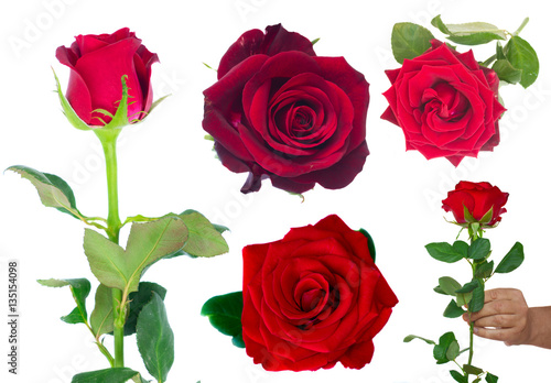 set with frsh dark red roses isolated on white background