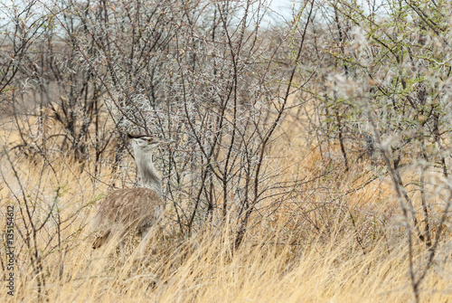 Kori bustard  Ardeotis kori   camouflage  Namibia