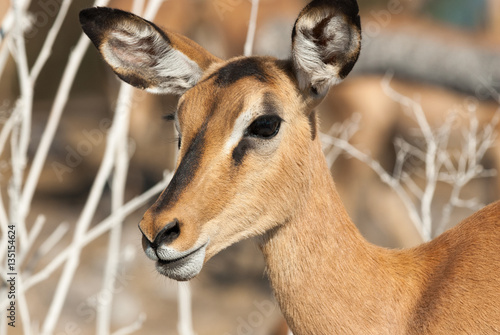 Close up of a female black-faced impala, Etosha National Park, Namibia