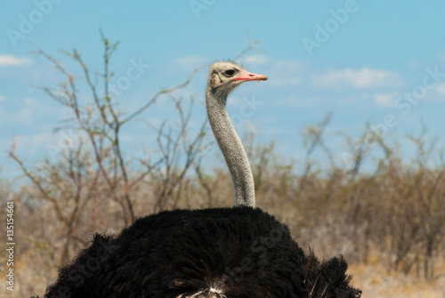 South African ostrich (Struthio camelus australis), also known as the black-necked ostrich