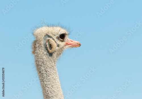 South African ostrich (Struthio camelus australis), also known as the black-necked ostrich, Close-up