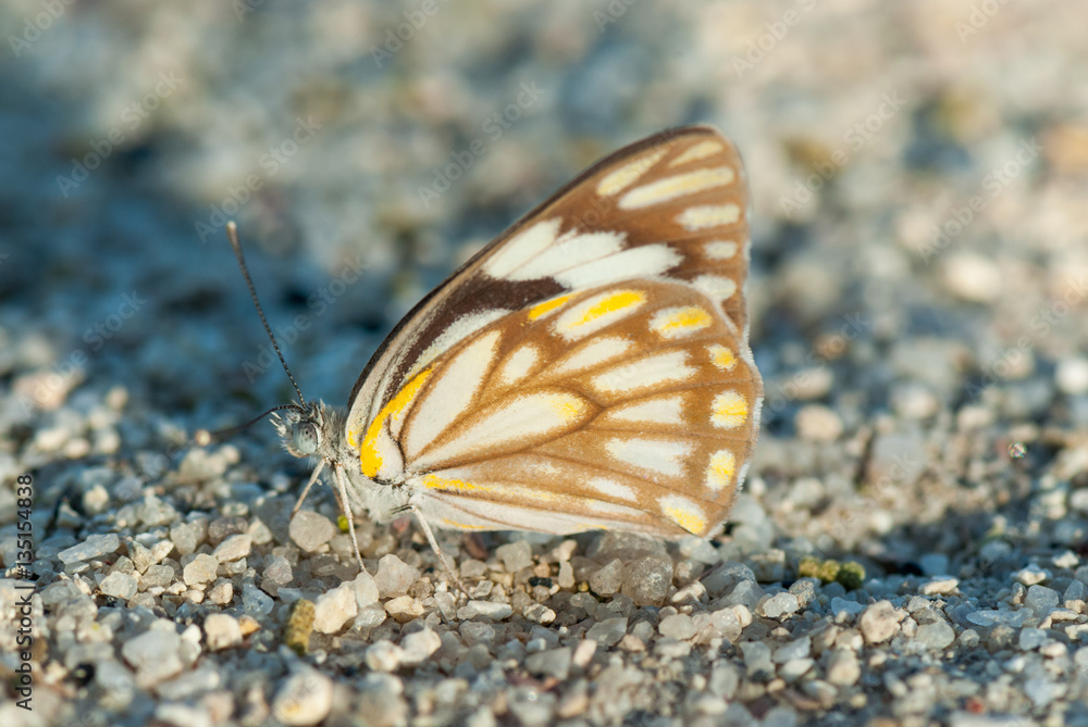 brown-veined white butterfly (Belenois gidica), Namibia brown-veined white butterfly (Belenois gidica), Namibia