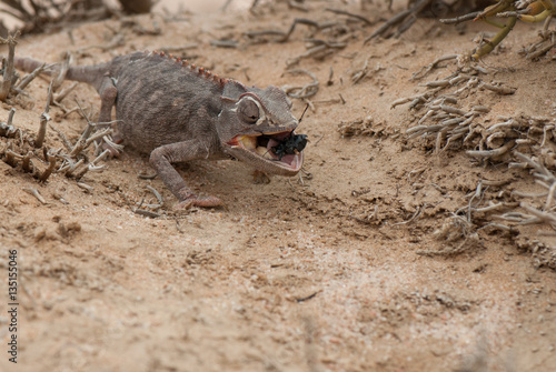 Namaqua chameleon  Chamaeleo namaquensis   hunting for bugs  Namib desert