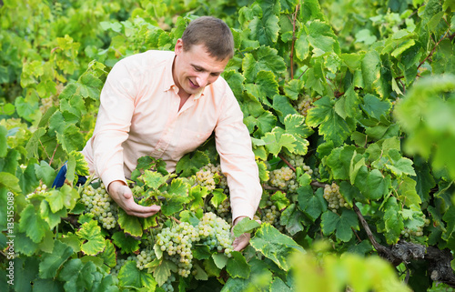 Young male farmer checking wine grape and leaves