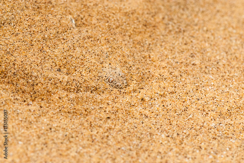 Namib dwarf sand adder or Namib desert sidewinding adder (Bitis peringueyi), Namibia