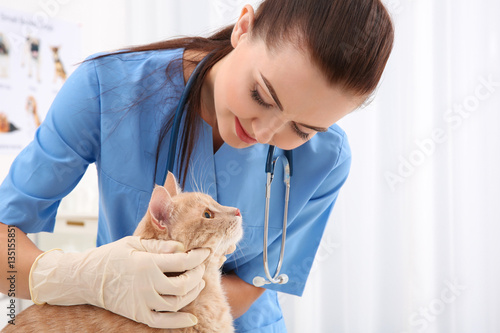 Fototapeta Naklejka Na Ścianę i Meble -  Pretty young veterinarian examining cat in clinic