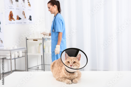 Cat in cone of shame lying on table in vet clinic