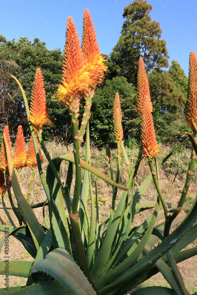 アロエの花 Stock Photo Adobe Stock アロエの花 Stock Photo Adobe Stock