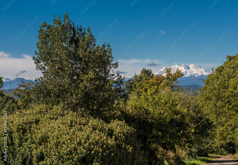Monte Rosa view through the wood