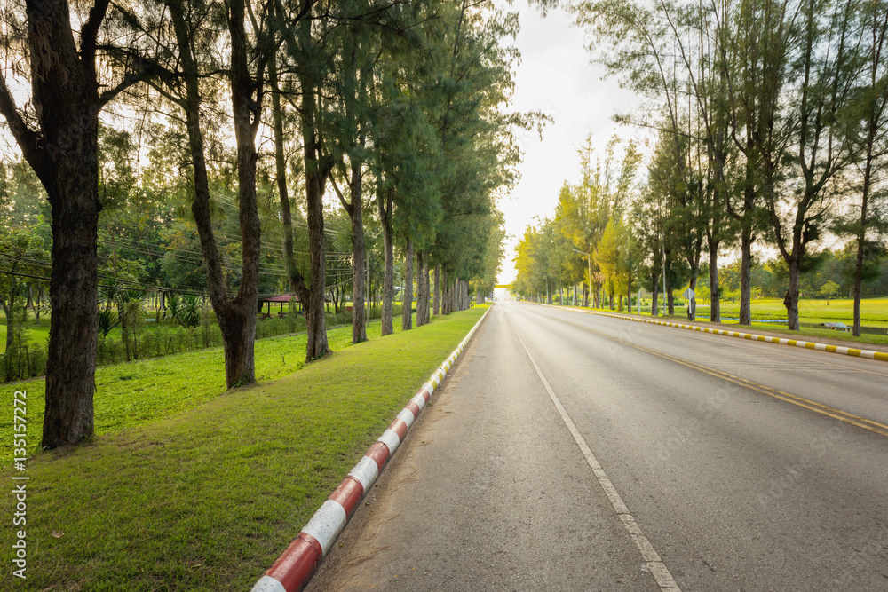 Fototapeta premium Idea consept empty road and pine tree in a row