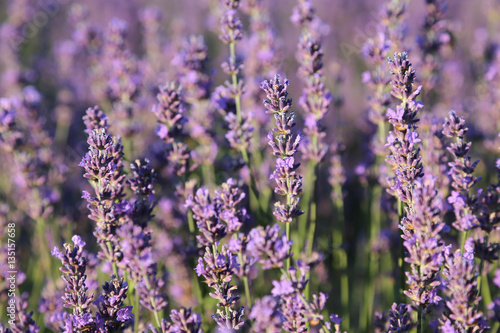 lavender flowers close up on field