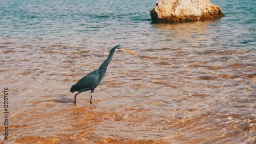 The Reef Heron Hunts for Fish on the Beach of the Red Sea in Egypt photo