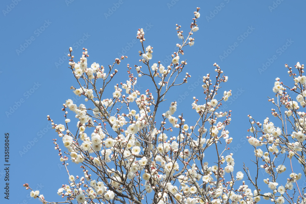 Plum 梅 Spring flower Plum 梅 Spring flower