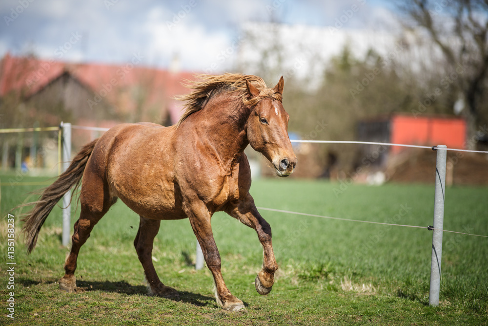 Fototapeta premium Horse running fast