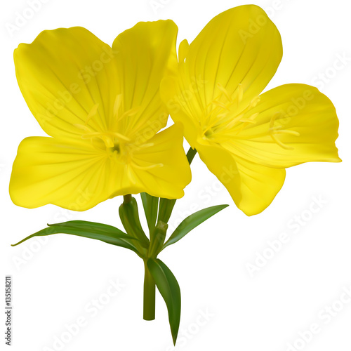 Narrowleaf evening-primrose