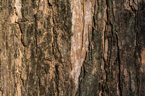 Tree bark background and texture